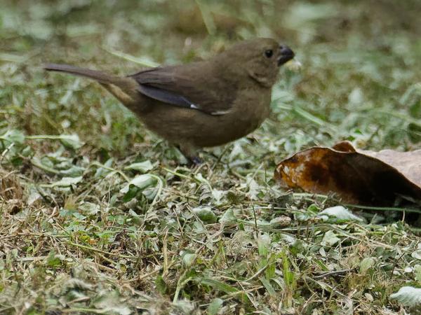<h3><a href="/trips/costa-rica/biota/animalia/chordata/aves/040 passeriformes/127 thraupidae/oryzoborus funereus/oryzoborus funereus-nl.html">Oryzoborus&nbsp;funereus</a> / Thick‑billed&nbsp;seed&nbsp;finch / Diksnavelzaadkraker</h3>OM-1 met M.300mm F4.0 + MC-14, 1/2000 sec  bij F5.6, ISO 6400